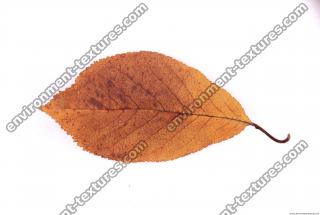 Photo Texture of Leaf 0019
